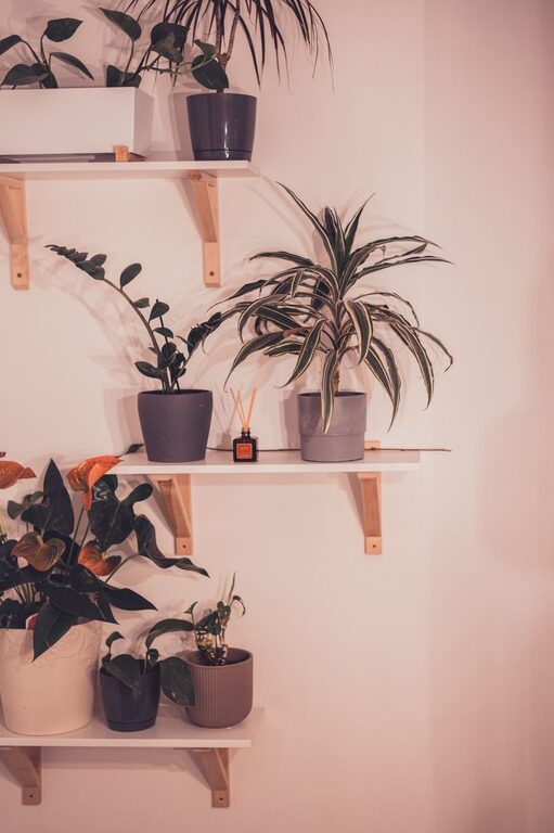 The Benefits of Incorporating Indoor Plants into Your Home Decor
